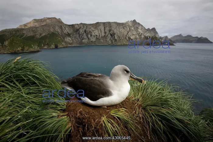: Antarctica, South Georgia Island (UK), Gray-headed : Antarctica, South Georgia Island (UK), Gray-headed