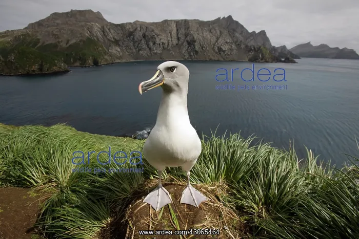 : Antarctica, South Georgia Island (UK), Gray-headed : Antarctica, South Georgia Island (UK), Gray-headed