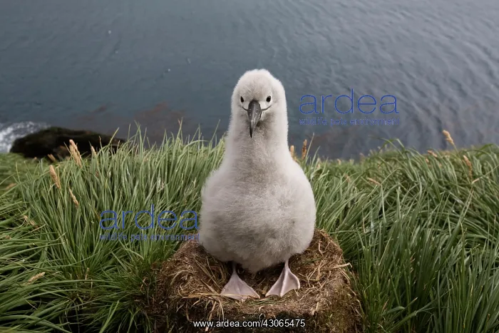 : Antarctica, South Georgia Island (UK), Gray-headed : Antarctica, South Georgia Island (UK), Gray-headed