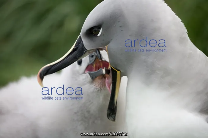 : Antarctica, South Georgia Island (UK), Gray-headed : Antarctica, South Georgia Island (UK), Gray-headed