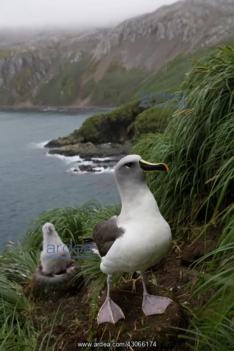  : Antarctica, South Georgia Island (UK), Gray-headed
