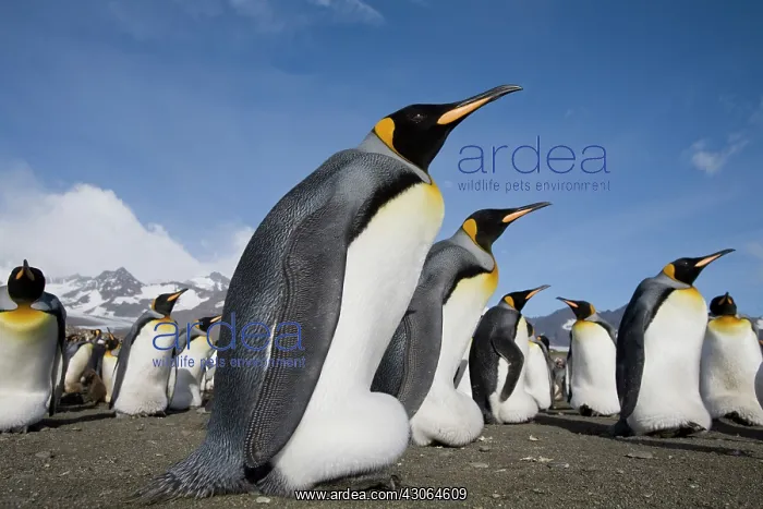 : Antarctica, South Georgia Island (UK), King : Antarctica, South Georgia Island (UK), King