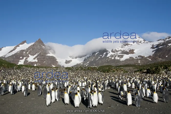 : Antarctica, South Georgia Island (UK), King : Antarctica, South Georgia Island (UK), King