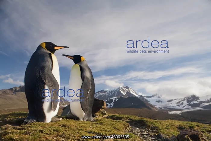: Antarctica, South Georgia Island (UK), King : Antarctica, South Georgia Island (UK), King