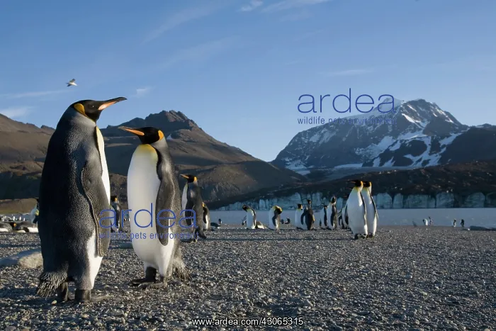 : Antarctica, South Georgia Island (UK), King : Antarctica, South Georgia Island (UK), King