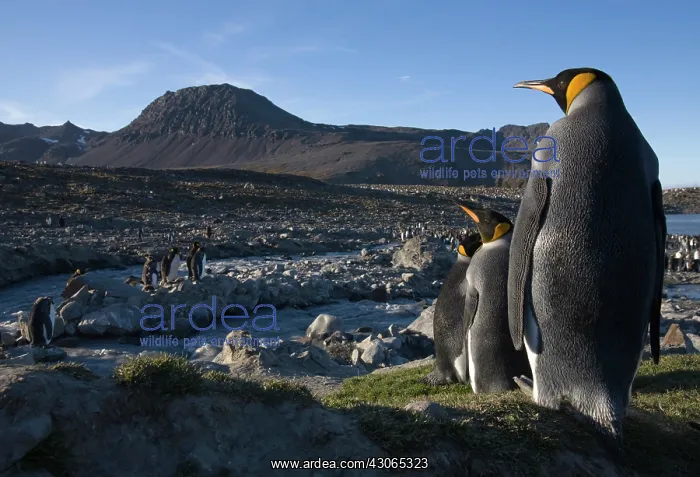: Antarctica, South Georgia Island (UK), King : Antarctica, South Georgia Island (UK), King
