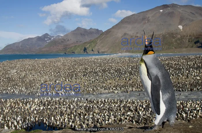  : Antarctica, South Georgia Island (UK), King
