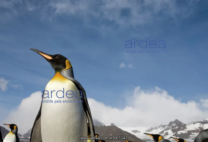 : Antarctica, South Georgia Island (UK), King : Antarctica, South Georgia Island (UK), King