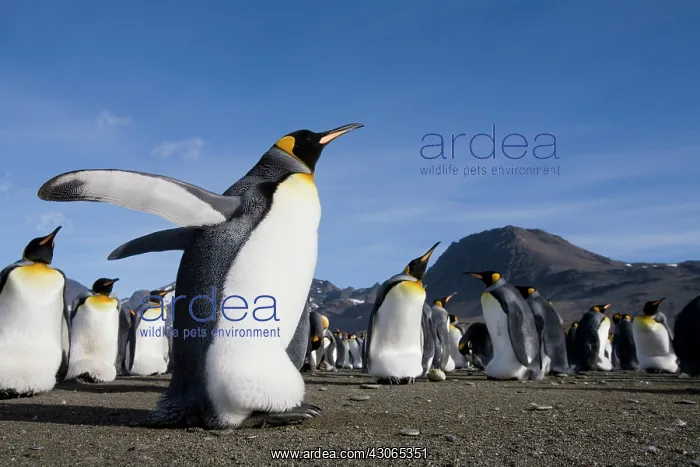 : Antarctica, South Georgia Island (UK), King : Antarctica, South Georgia Island (UK), King