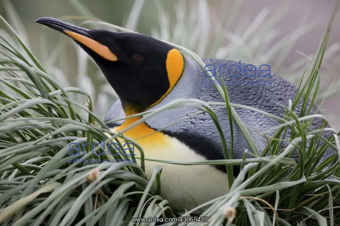 : Antarctica, South Georgia Island (UK), King : Antarctica, South Georgia Island (UK), King