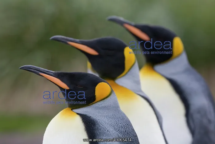 : Antarctica, South Georgia Island (UK), King : Antarctica, South Georgia Island (UK), King