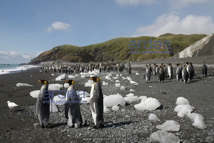 : Antarctica, South Georgia Island (UK), King : Antarctica, South Georgia Island (UK), King