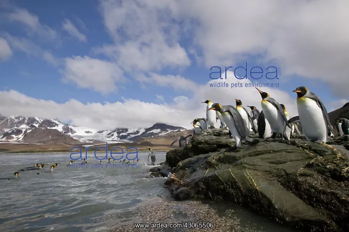 : Antarctica, South Georgia Island (UK), King : Antarctica, South Georgia Island (UK), King