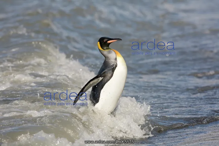 : Antarctica, South Georgia Island (UK), King : Antarctica, South Georgia Island (UK), King