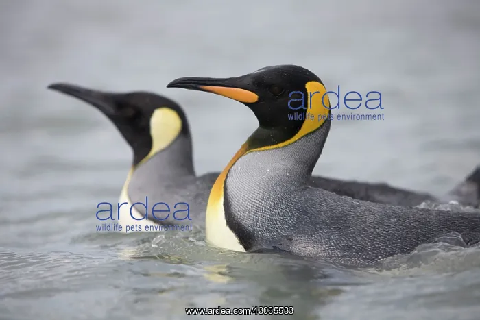 : Antarctica, South Georgia Island (UK), King : Antarctica, South Georgia Island (UK), King