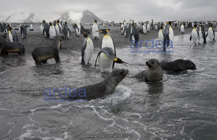 : Antarctica, South Georgia Island (UK), King : Antarctica, South Georgia Island (UK), King