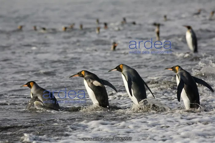 : Antarctica, South Georgia Island (UK), King : Antarctica, South Georgia Island (UK), King