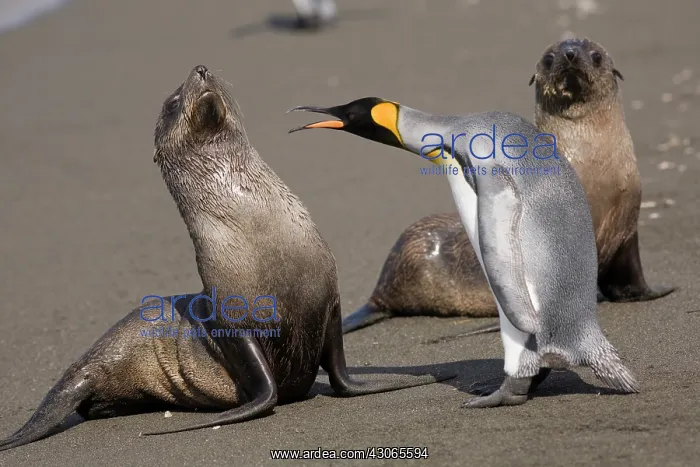 : Antarctica, South Georgia Island (UK), King : Antarctica, South Georgia Island (UK), King