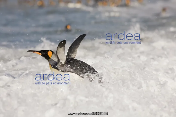 : Antarctica, South Georgia Island (UK), King : Antarctica, South Georgia Island (UK), King