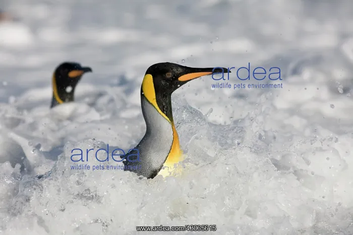: Antarctica, South Georgia Island (UK), King : Antarctica, South Georgia Island (UK), King