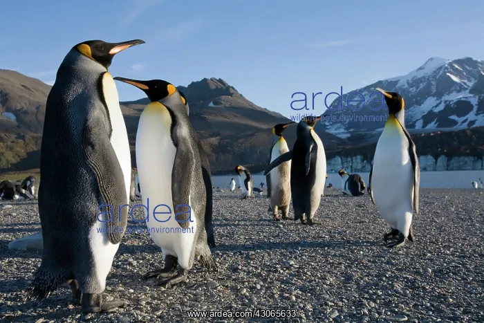 : Antarctica, South Georgia Island (UK), King : Antarctica, South Georgia Island (UK), King