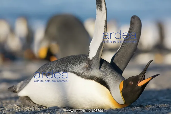  : Antarctica, South Georgia Island (UK), King