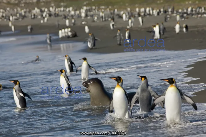 : Antarctica, South Georgia Island (UK), King : Antarctica, South Georgia Island (UK), King