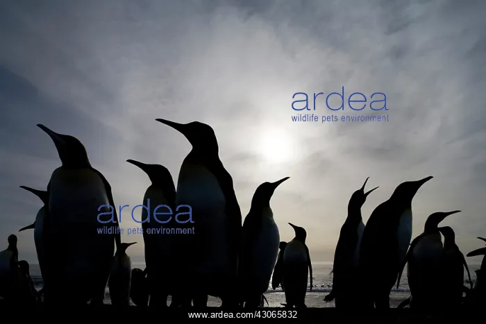 : Antarctica, South Georgia Island (UK), King : Antarctica, South Georgia Island (UK), King