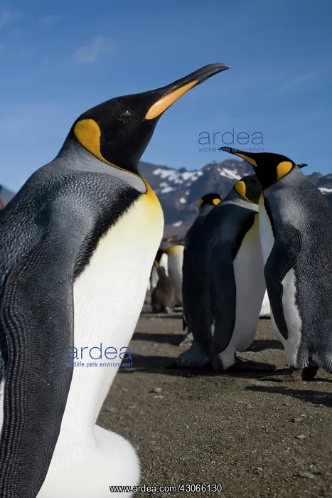 : Antarctica, South Georgia Island (UK), King : Antarctica, South Georgia Island (UK), King
