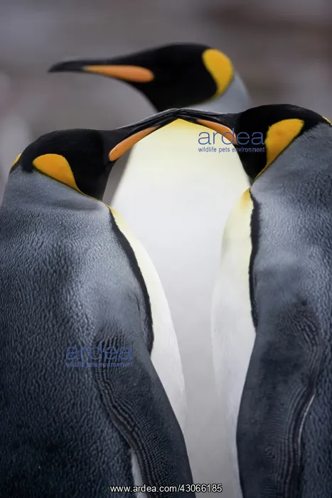 : Antarctica, South Georgia Island (UK), King : Antarctica, South Georgia Island (UK), King