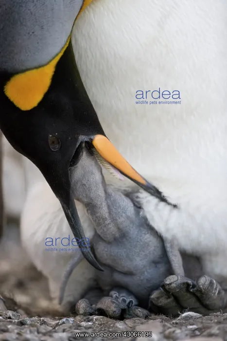 : Antarctica, South Georgia Island (UK), King : Antarctica, South Georgia Island (UK), King