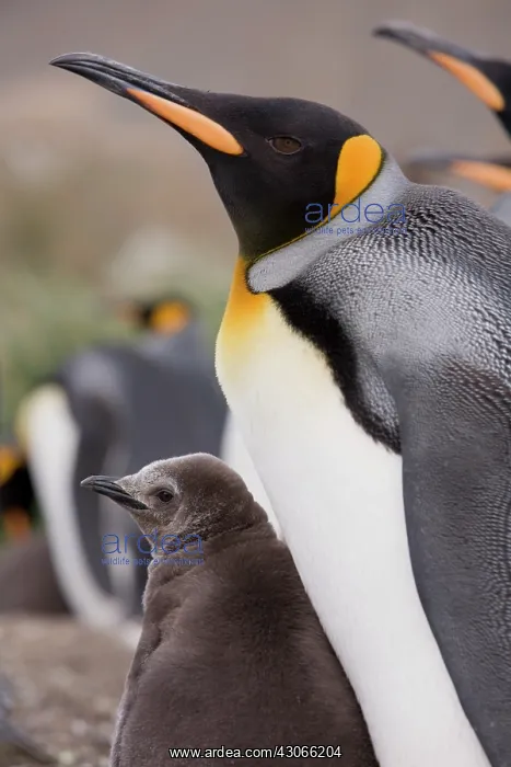 : Antarctica, South Georgia Island (UK), King : Antarctica, South Georgia Island (UK), King