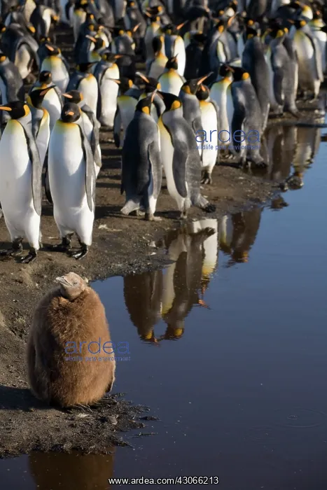 : Antarctica, South Georgia Island (UK), King : Antarctica, South Georgia Island (UK), King