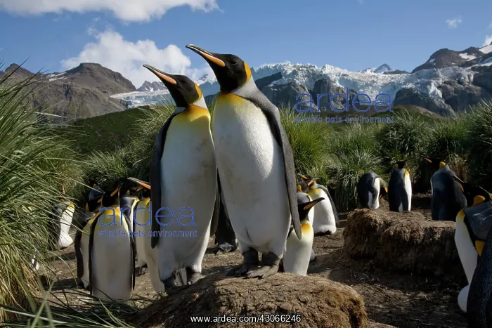 : Antarctica, South Georgia Island (UK), King : Antarctica, South Georgia Island (UK), King