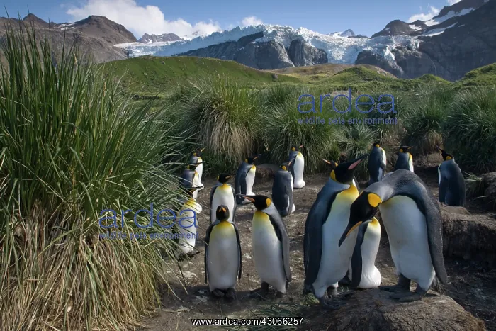 : Antarctica, South Georgia Island (UK), King : Antarctica, South Georgia Island (UK), King
