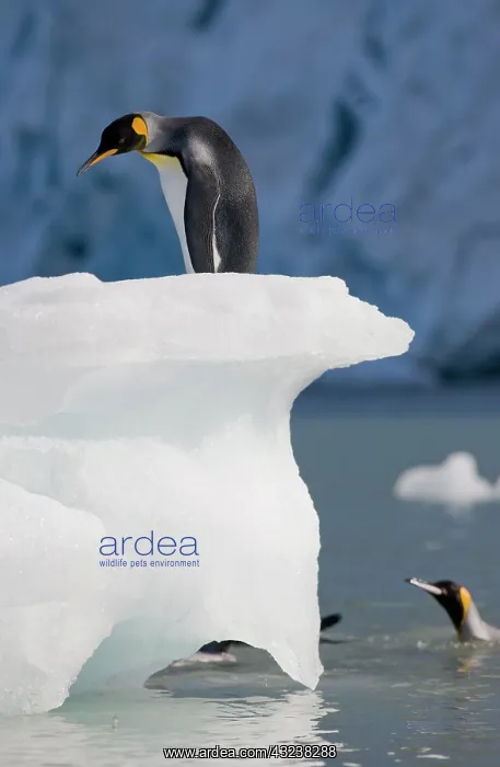 : Antarctica, South Georgia Island (UK), King : Antarctica, South Georgia Island (UK), King
