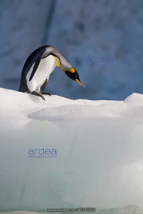 : Antarctica, South Georgia Island (UK), King : Antarctica, South Georgia Island (UK), King
