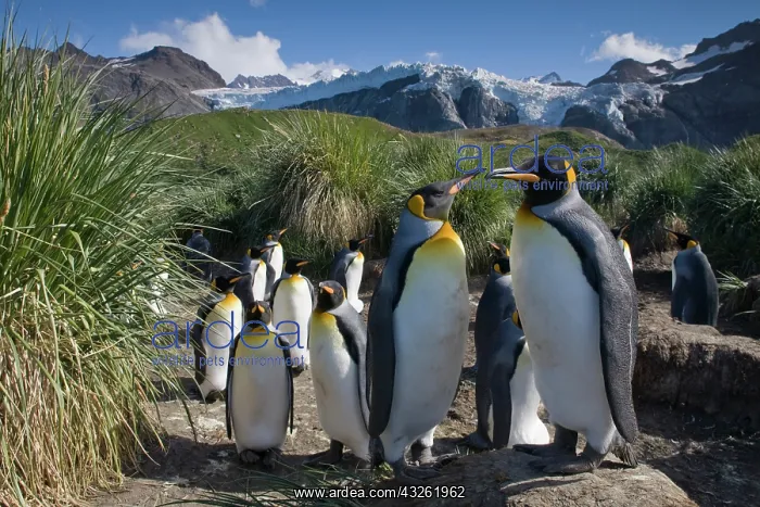  : Antarctica, South Georgia Island (UK), King