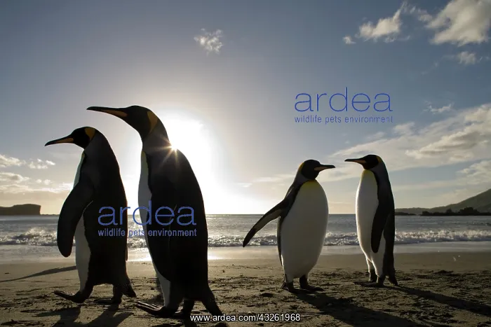 : Antarctica, South Georgia Island (UK), King : Antarctica, South Georgia Island (UK), King