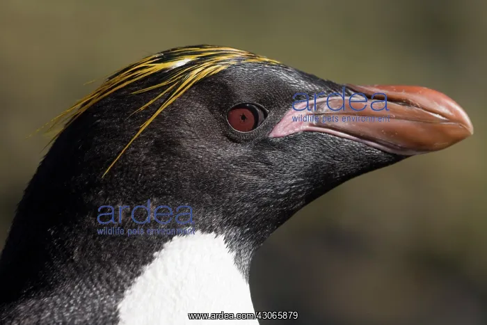 : Antarctica, South Georgia Island (UK), Macaroni : Antarctica, South Georgia Island (UK), Macaroni