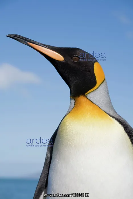  : Antarctica, South Georgia Island (UK), Portrait