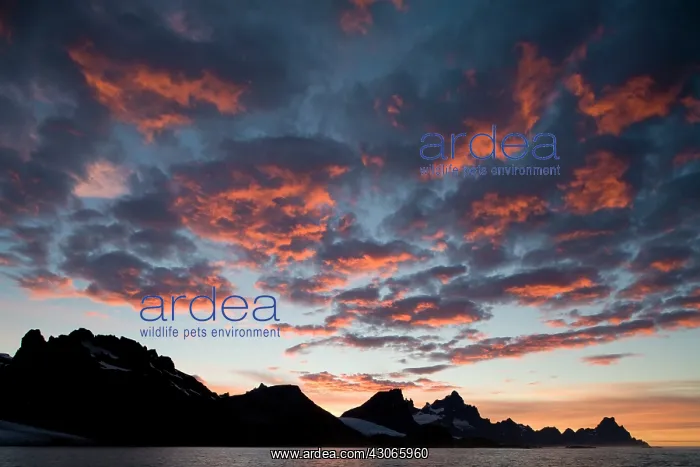 : Antarctica, South Georgia Island (UK), Sunrise : Antarctica, South Georgia Island (UK), Sunrise