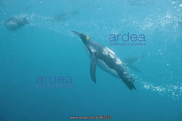 : Antarctica, South Georgia Island (UK), Underwater : Antarctica, South Georgia Island (UK), Underwater