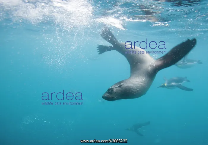 : Antarctica, South Georgia Island (UK), Underwater : Antarctica, South Georgia Island (UK), Underwater