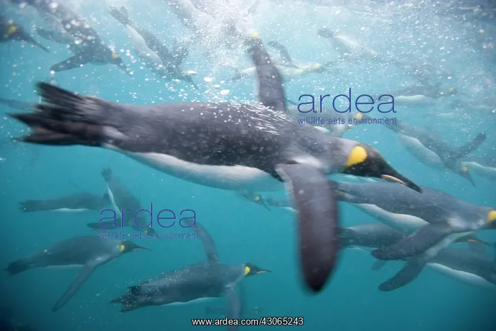 : Antarctica, South Georgia Island (UK), Underwater : Antarctica, South Georgia Island (UK), Underwater