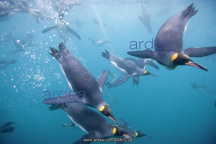 : Antarctica, South Georgia Island (UK), Underwater : Antarctica, South Georgia Island (UK), Underwater
