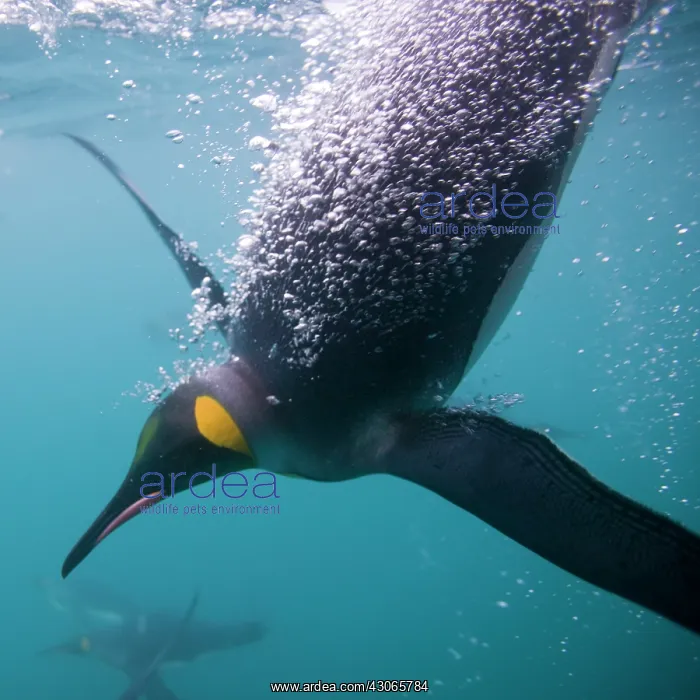 : Antarctica, South Georgia Island (UK), Underwater : Antarctica, South Georgia Island (UK), Underwater