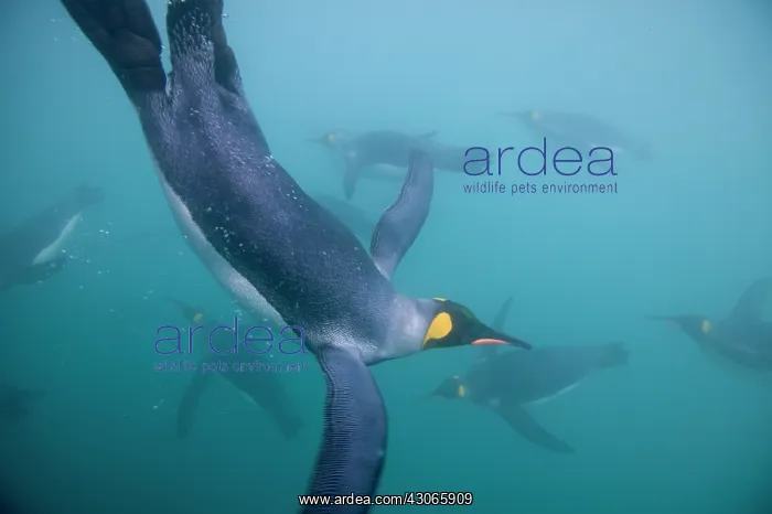 : Antarctica, South Georgia Island (UK), Underwater : Antarctica, South Georgia Island (UK), Underwater