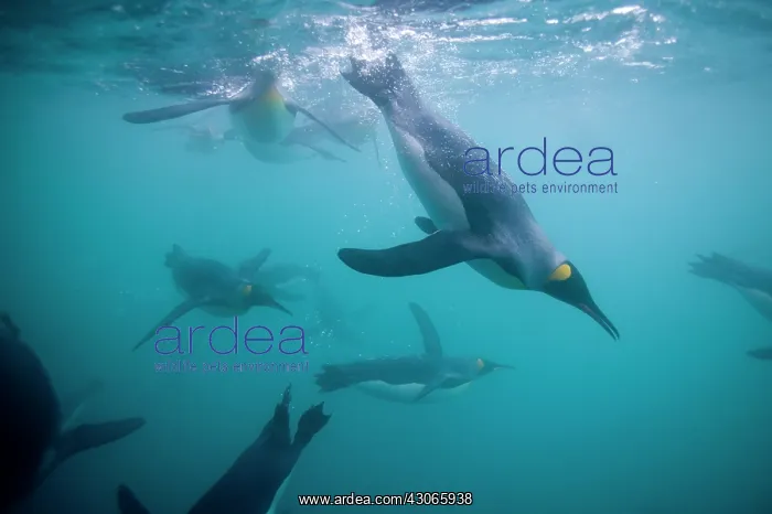  : Antarctica, South Georgia Island (UK), Underwater