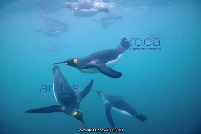 : Antarctica, South Georgia Island (UK), Underwater : Antarctica, South Georgia Island (UK), Underwater